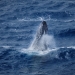 Whale 9